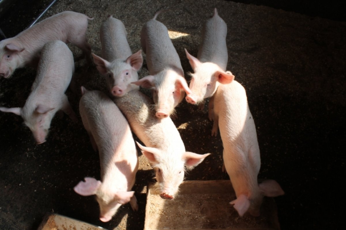 Продажа поросят новосибирская область. Свиньи. Африканская чума свиней.