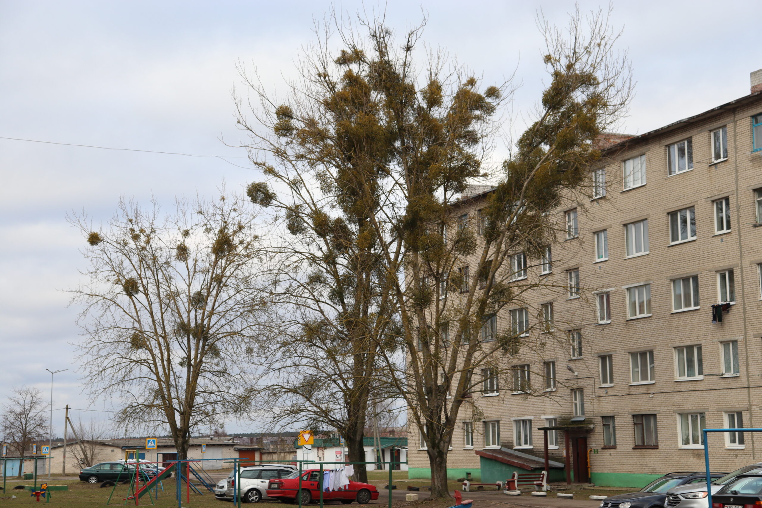 Тры таполі ў двары просяць спілаваць жыхары Івацэвічаў