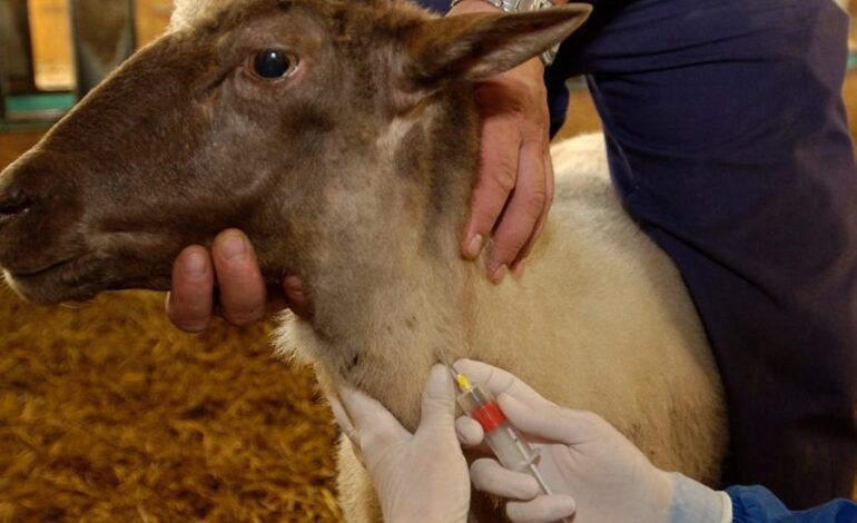 Бруцеллез животных