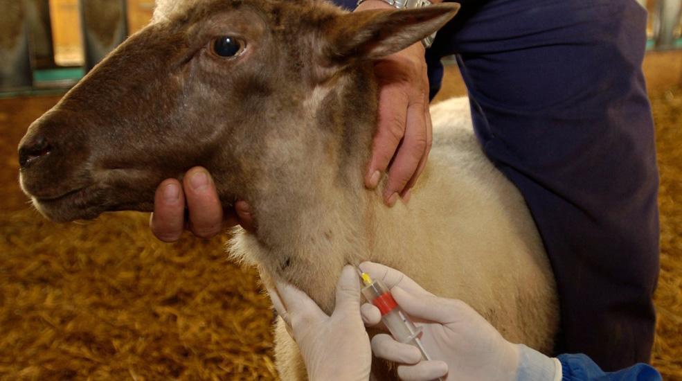 Бруцеллез животных