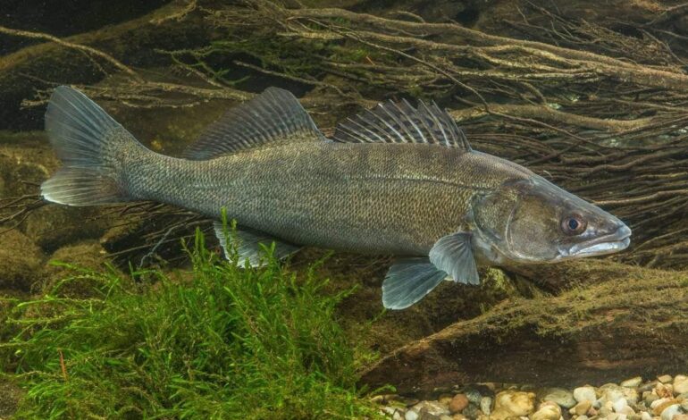 О запрете на вылов судака