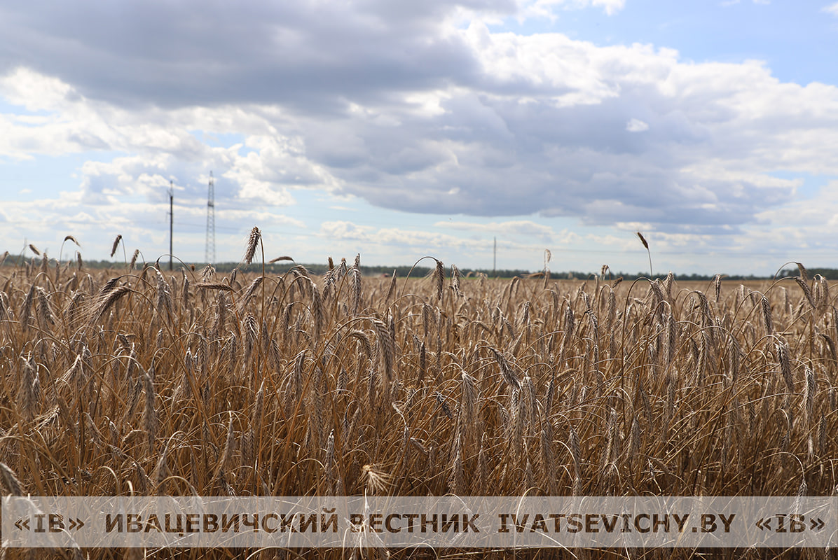 Аграрии Беларуси приближаются к намолоту 9 млн т зерна