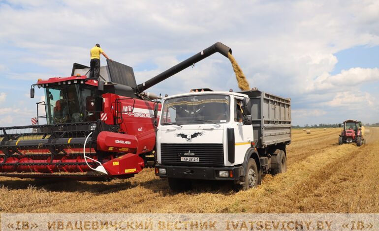 Белорусские аграрии намолотили почти 8,3 млн тонн зерна