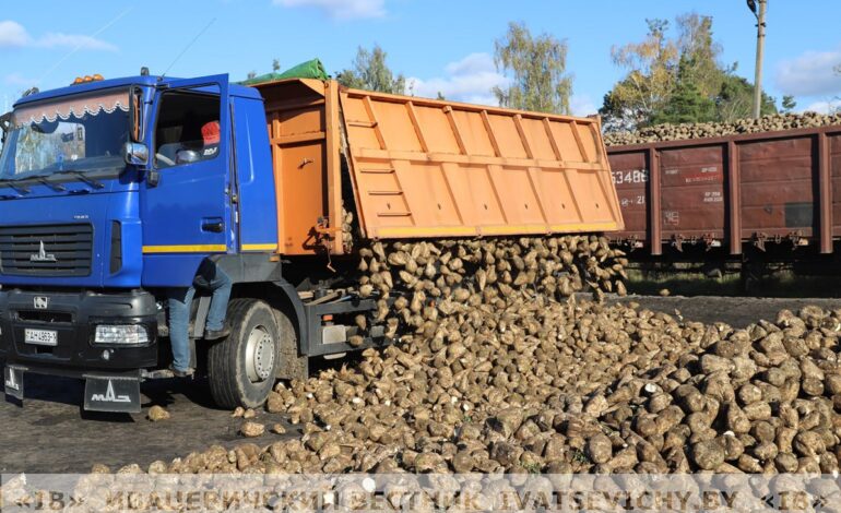 25 тысяч тон ужо прыняў Івацэвіцкі буракапрыёмны пункт ААТ «Жабінкаўскі цукровы завод»
