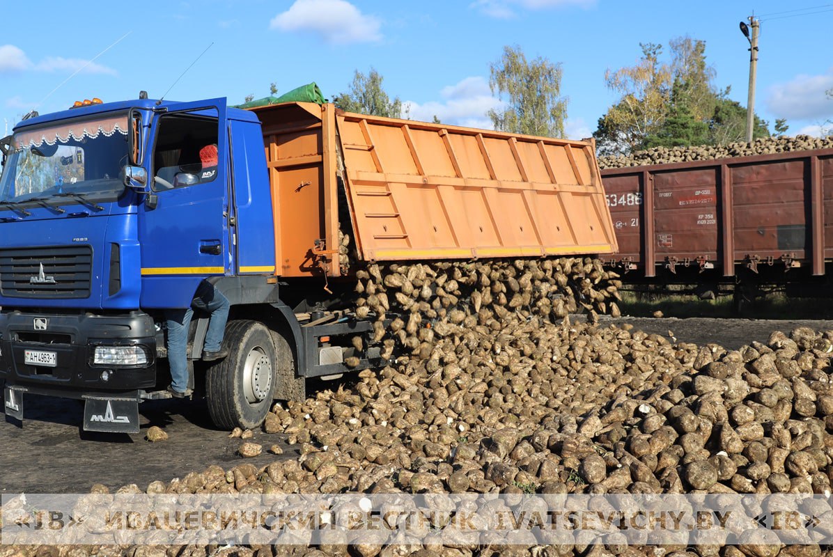 25 тысяч тон ужо прыняў Івацэвіцкі буракапрыёмны пункт ААТ «Жабінкаўскі цукровы завод»