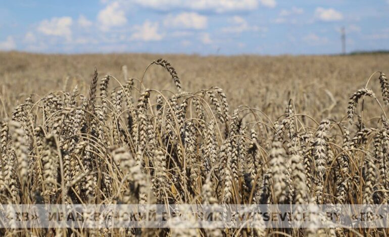 Об итогах районного соревнования на уборке урожая зерновых и зернобобовых культур 2025 года