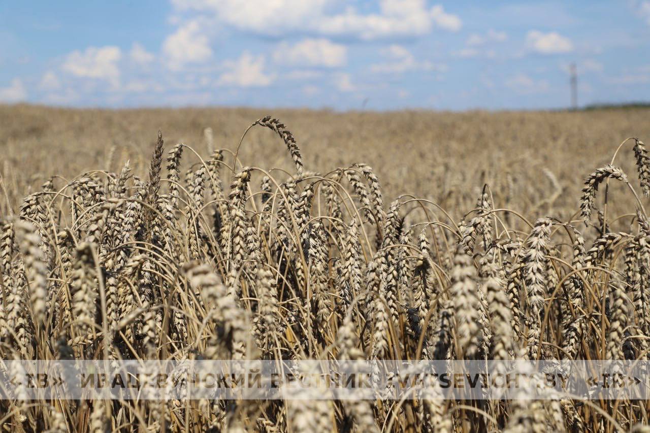 Об итогах районного соревнования на уборке урожая зерновых и зернобобовых культур 2025 года